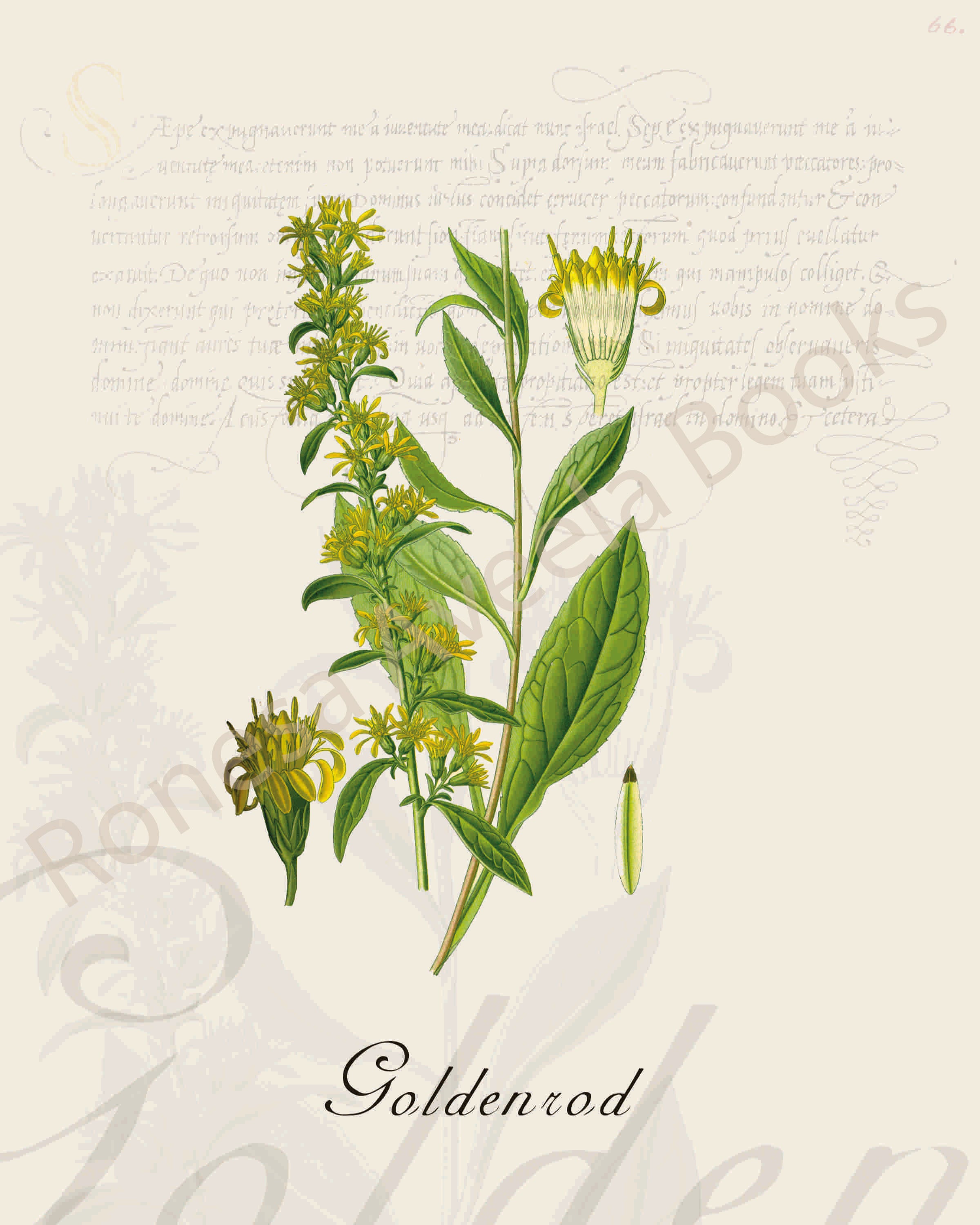 Illustration of a goldenrod plant that is a print in an art book on herbs.