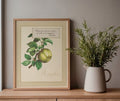Framed art print of an illustration of a green apple with a boxed quote