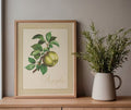 Framed art print of an illustration of a green apple