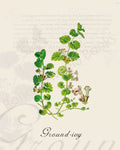 Illustration of a ground-ivy plant that is a print in an art book on herbs.