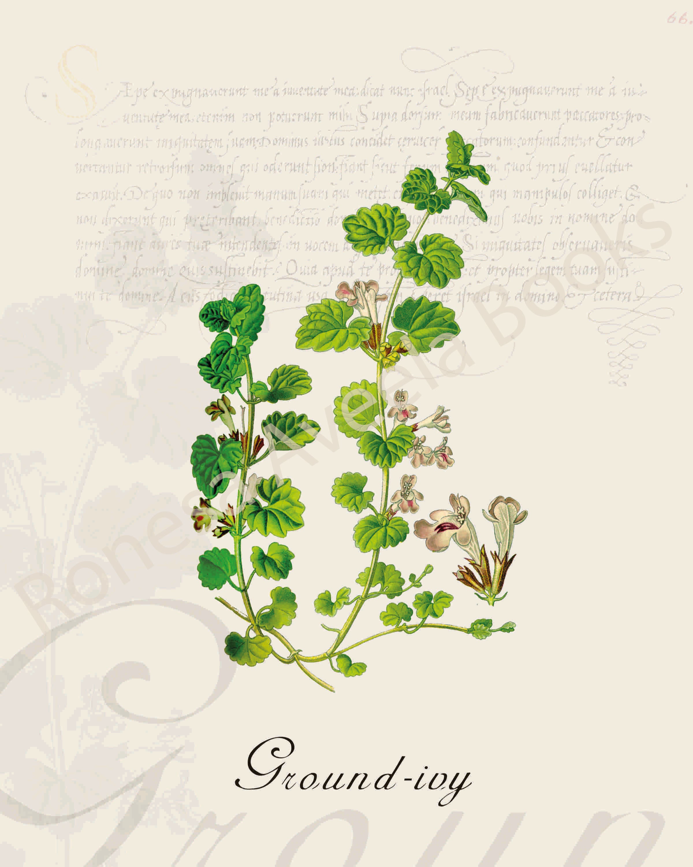 Illustration of a ground-ivy plant that is a print in an art book on herbs.