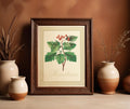 Framed art print of an illustration of a hathorn branch
