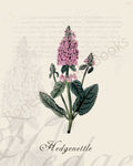Illustration of a hedgenettle plant that is a print in an art book on herbs.