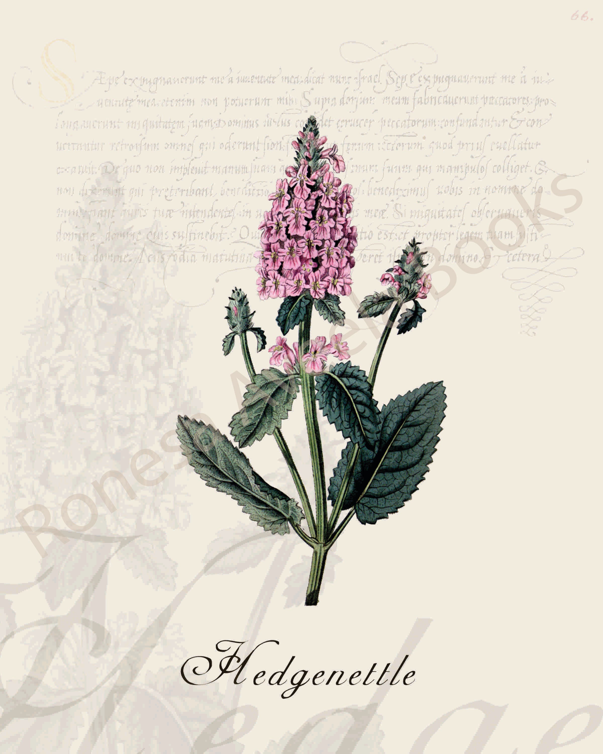 Illustration of a hedgenettle plant that is a print in an art book on herbs.
