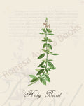 Illustration of a holy basil plant that is a print in an art book on herbs.