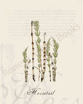 Illustration of a horsetail  plant that is a print in an art book on herbs.