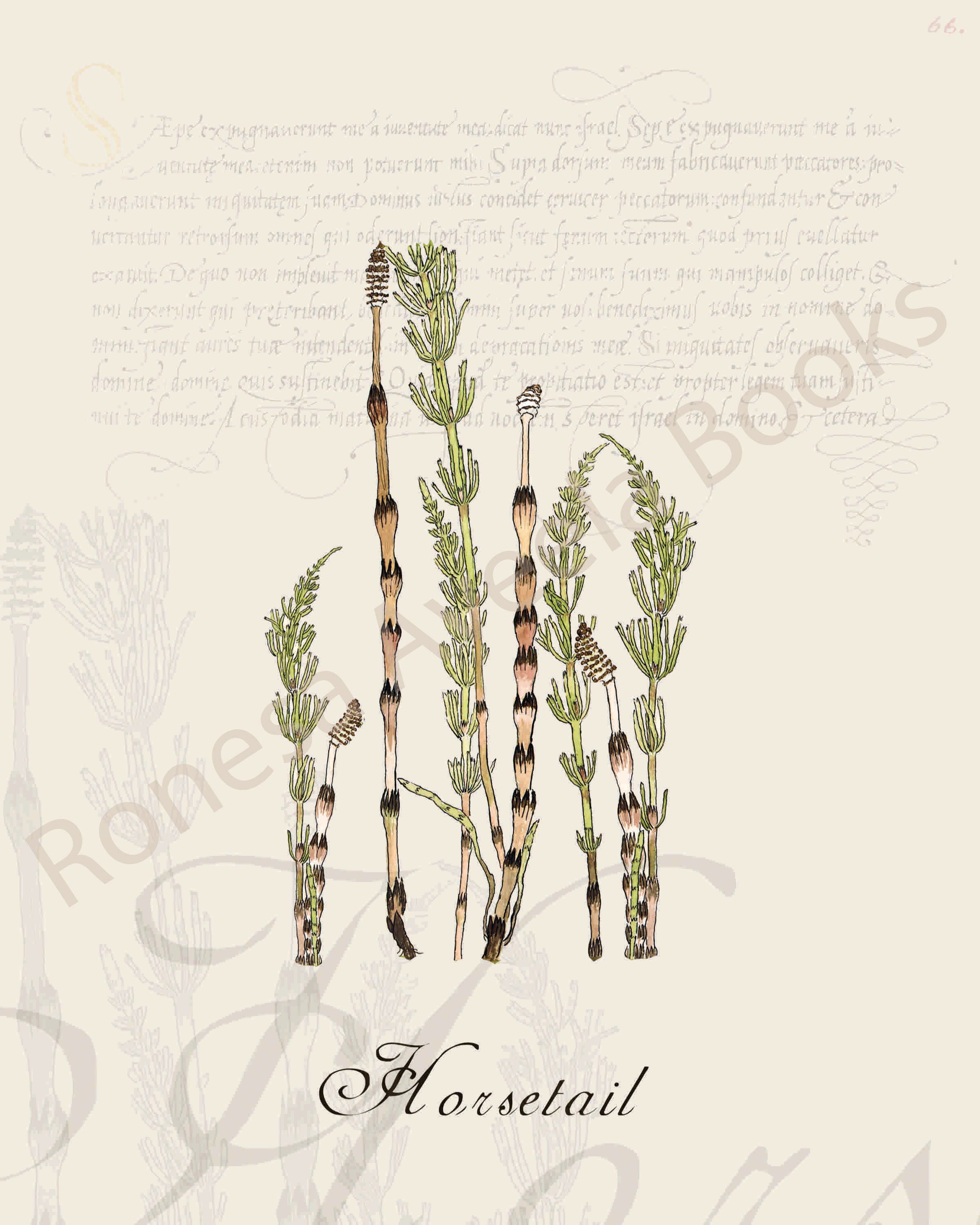 Illustration of a horsetail  plant that is a print in an art book on herbs.