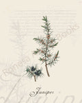 Illustration of a juniper plant that is a print in an art book on herbs.