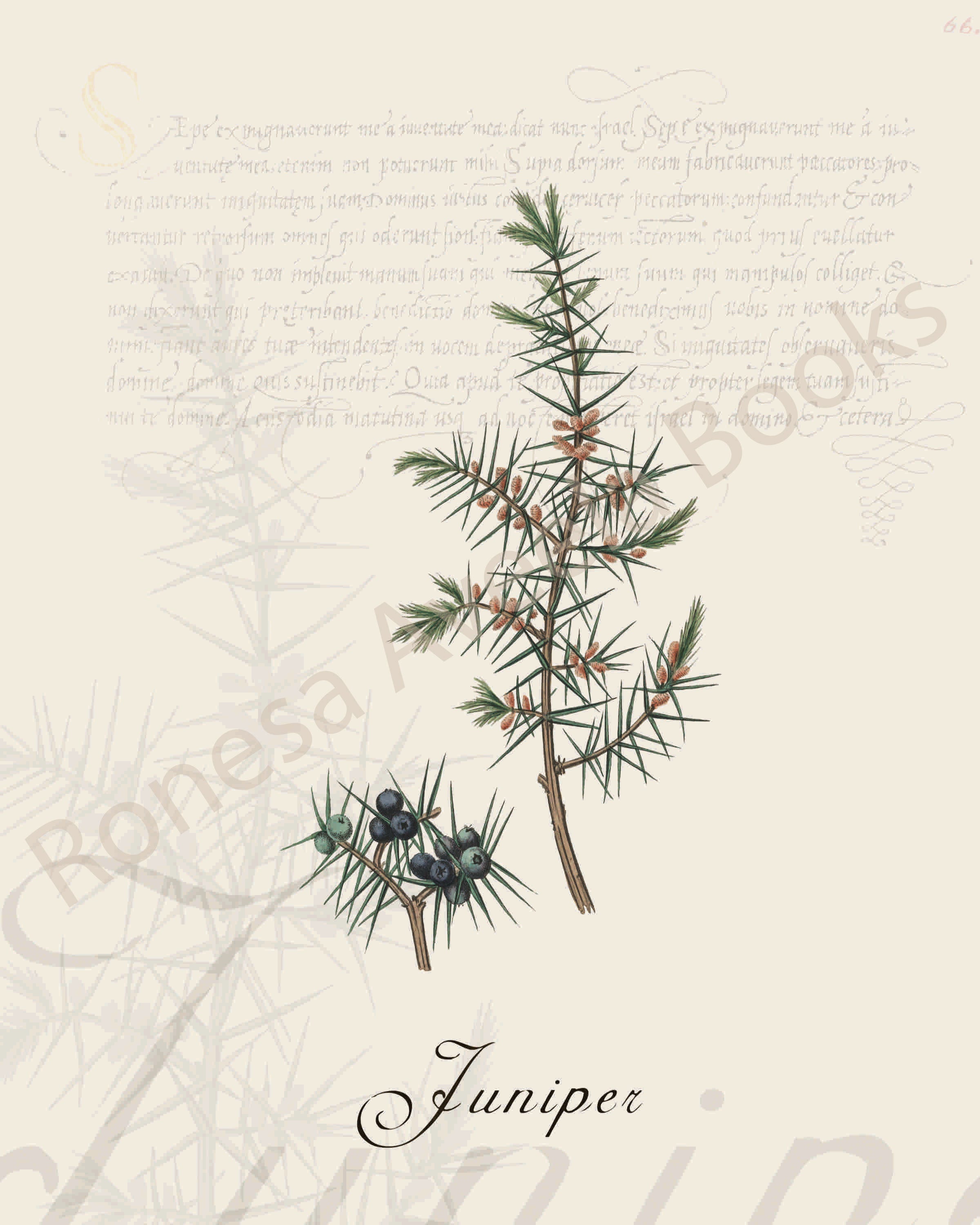 Illustration of a juniper plant that is a print in an art book on herbs.