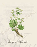 Illustration of a lady's mantle plant that is a print in an art book on herbs.