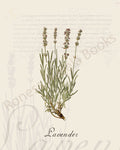Illustration of a lavender plant that is a print in an art book on herbs.