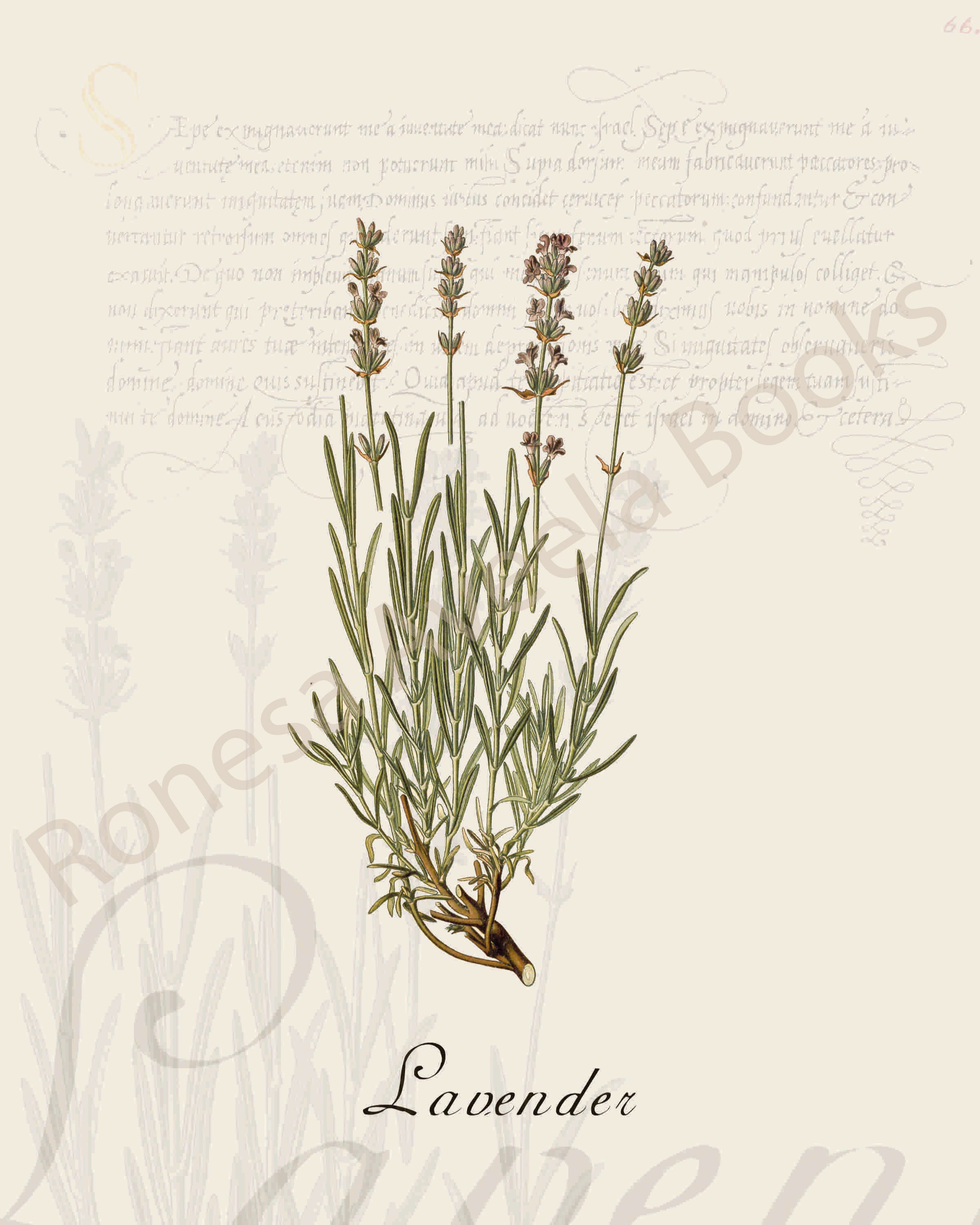 Illustration of a lavender plant that is a print in an art book on herbs.