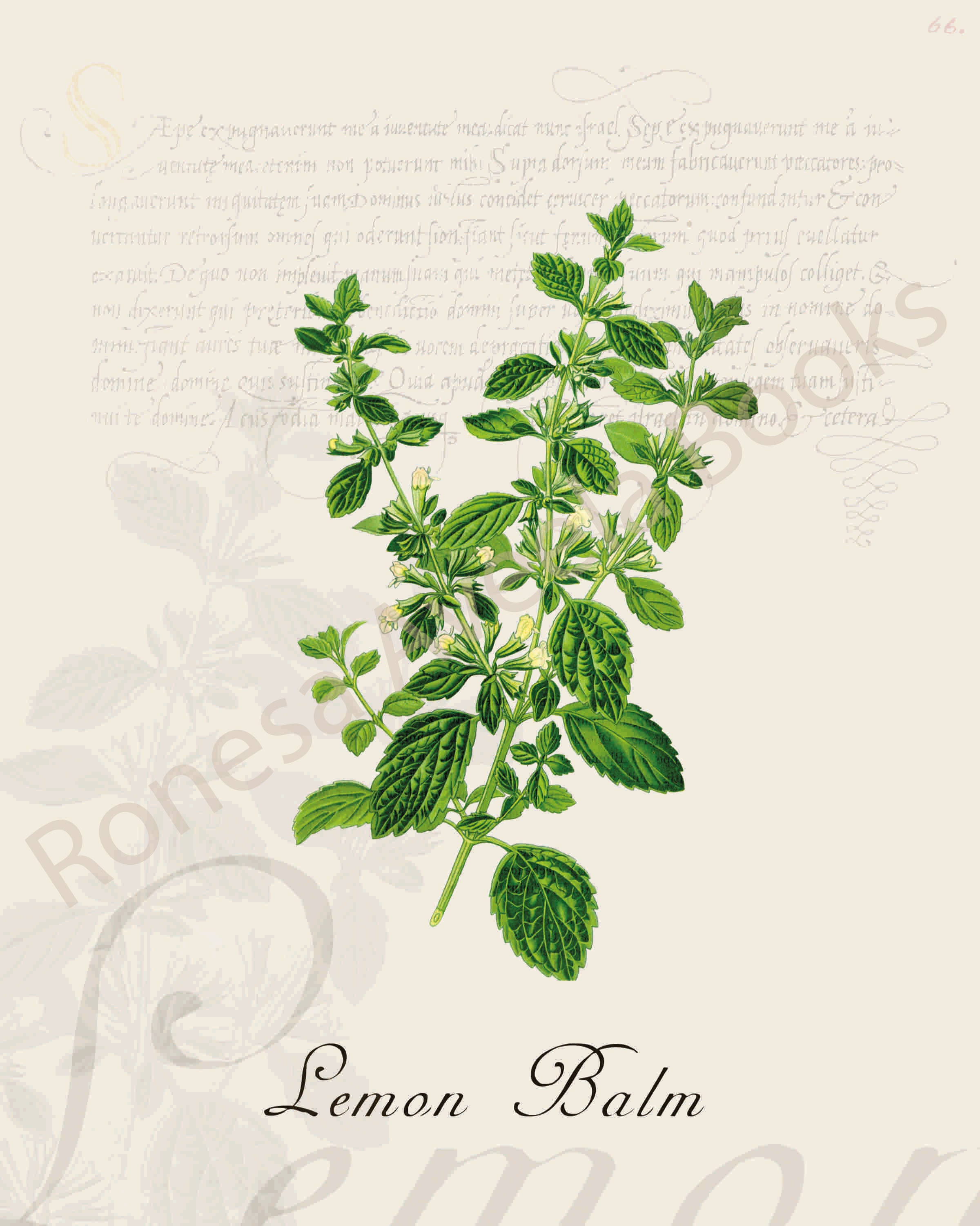 Illustration of a lemon balm plant that is a print in an art book on herbs.