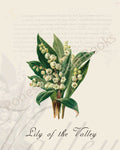 Illustration of a lily of the valley plant that is a print in an art book on herbs.
