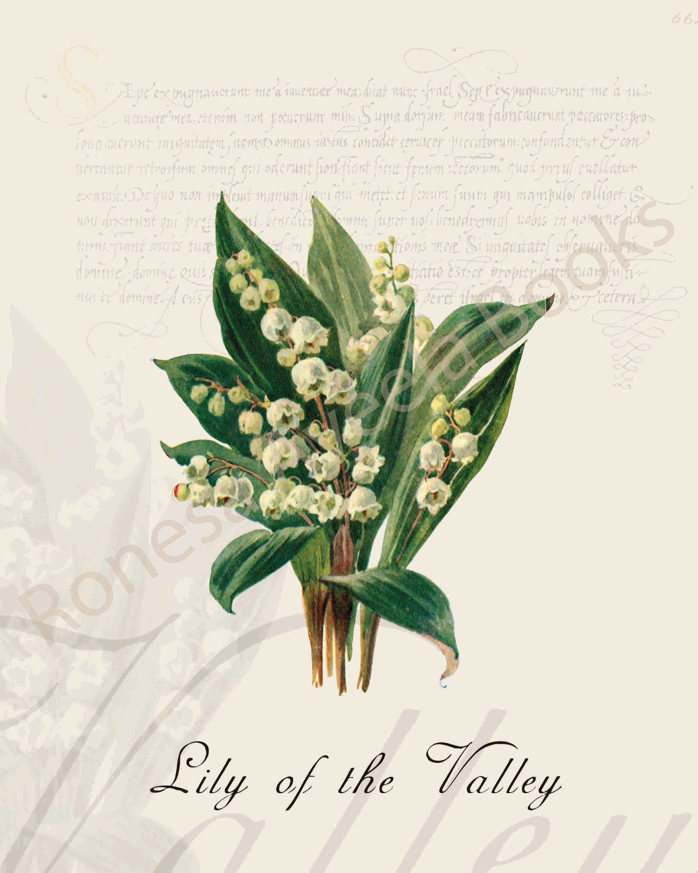 Illustration of a lily of the valley plant that is a print in an art book on herbs.