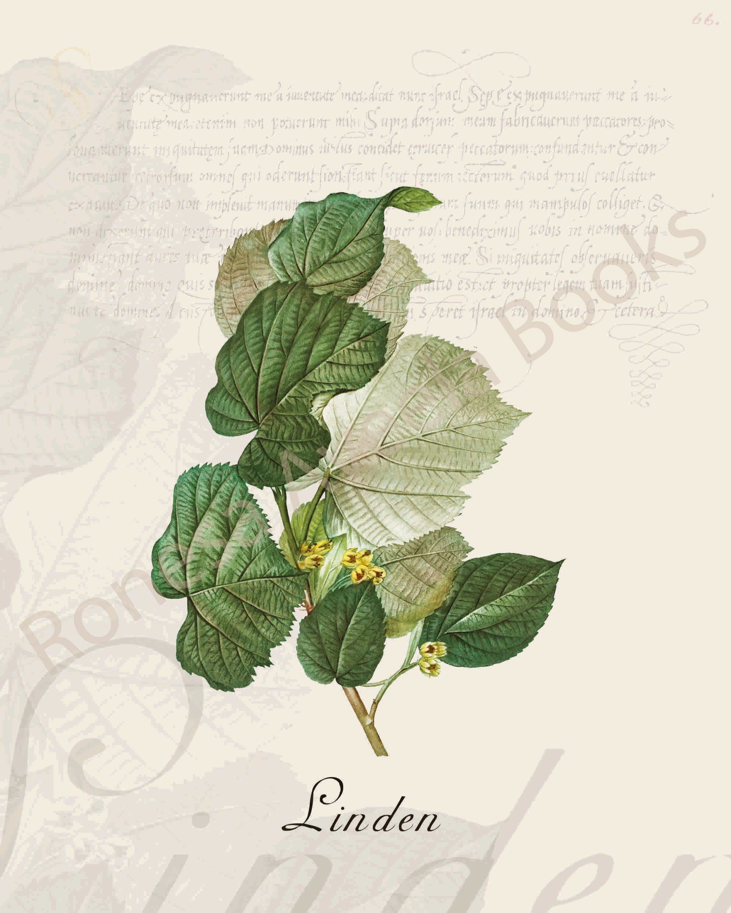 Illustration of a linden leaf that is a print in an art book on herbs.