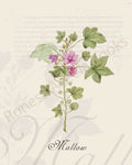 Illustration of a mallow plant that is a print in an art book on herbs.