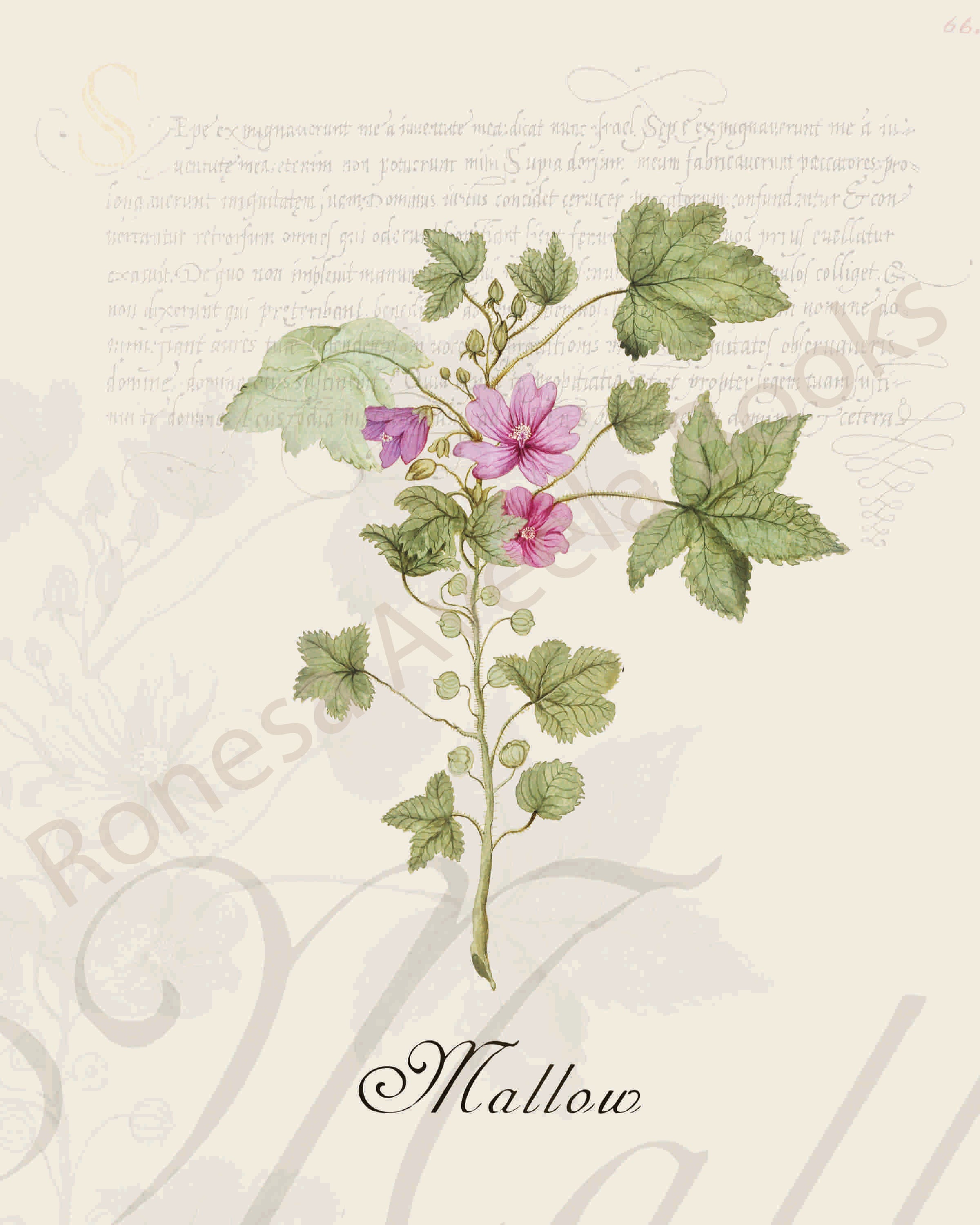 Illustration of a mallow plant that is a print in an art book on herbs.