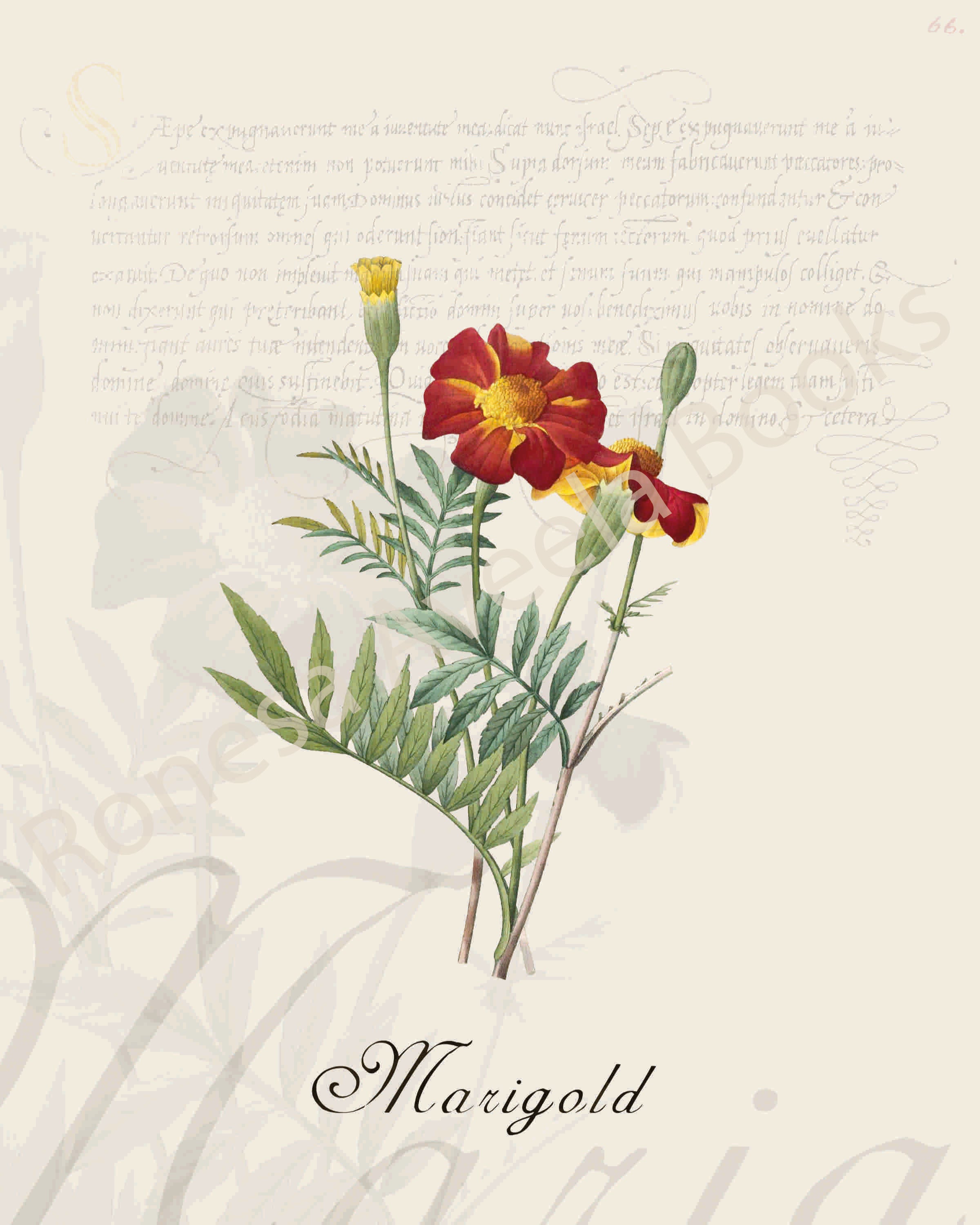 Illustration of a marigold plant that is a print in an art book on herbs.
