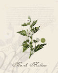 Illustration of a marsh mallow plant that is a print in an art book on herbs.