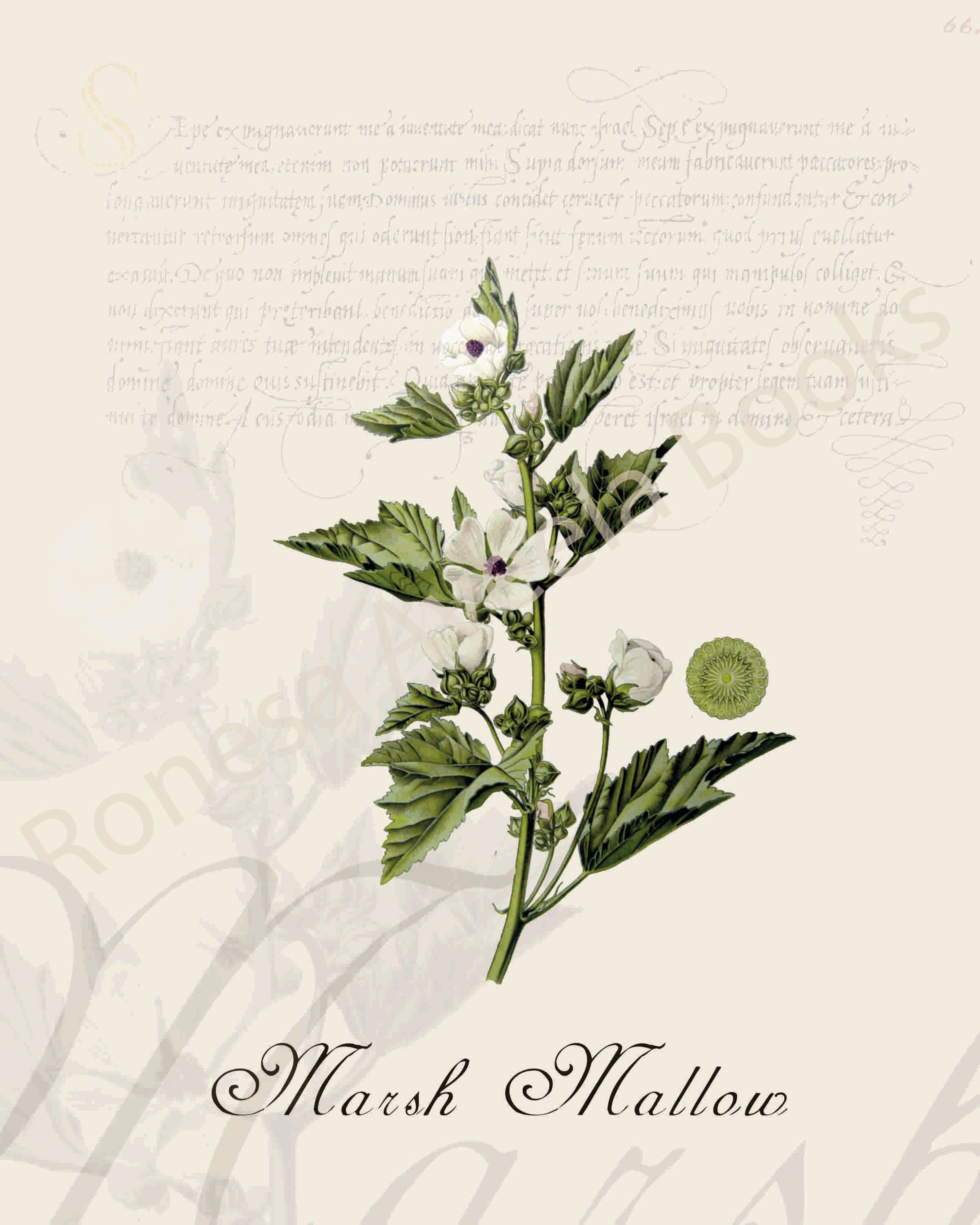 Illustration of a marsh mallow plant that is a print in an art book on herbs.