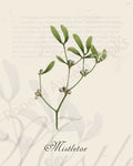 Illustration of a mistletoe plant that is a print in an art book on herbs.