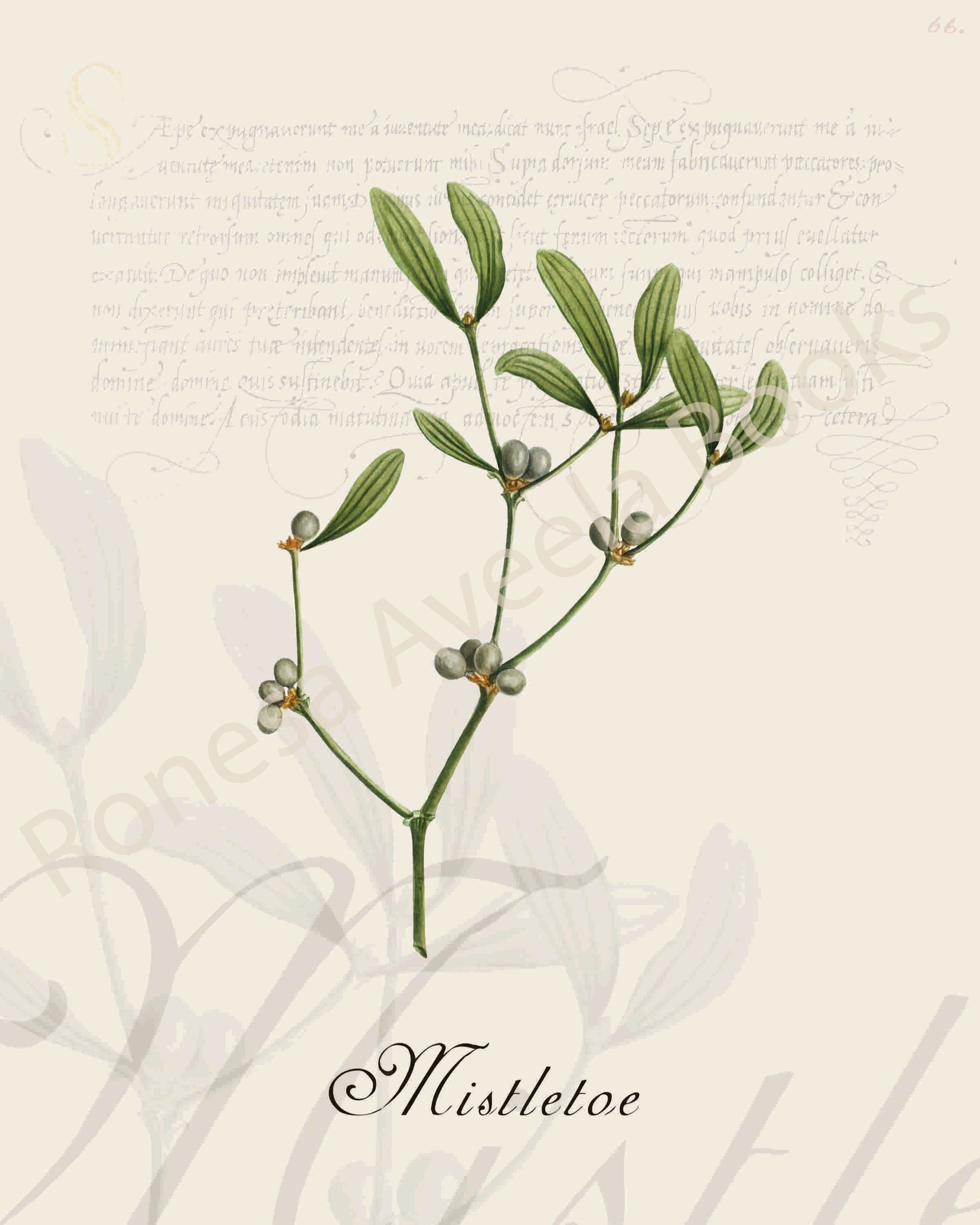 Illustration of a mistletoe plant that is a print in an art book on herbs.