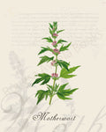 Illustration of a motherwort plant that is a print in an art book on herbs.