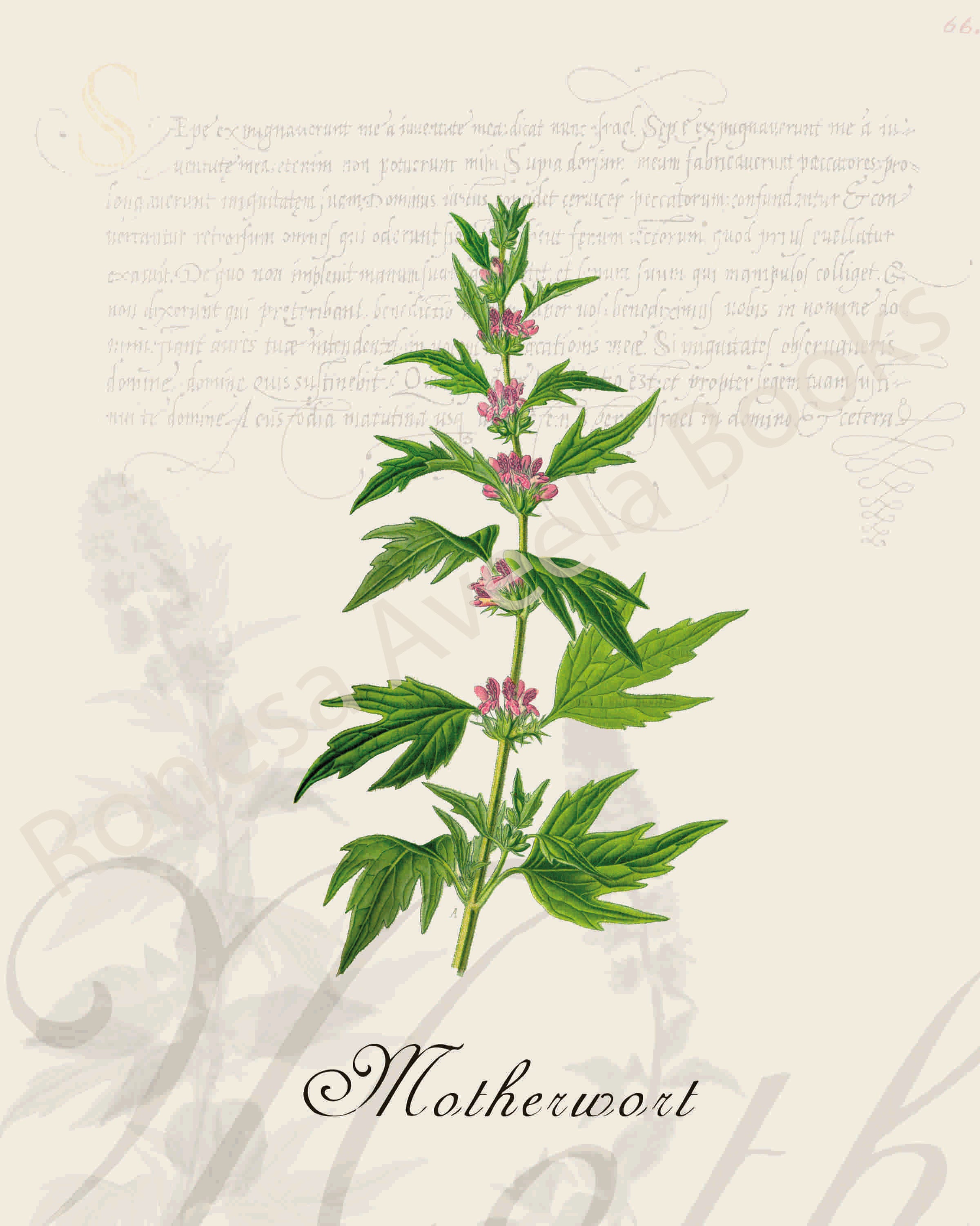 Illustration of a motherwort plant that is a print in an art book on herbs.