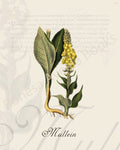 Illustration of a mullein plant that is a print in an art book on herbs.