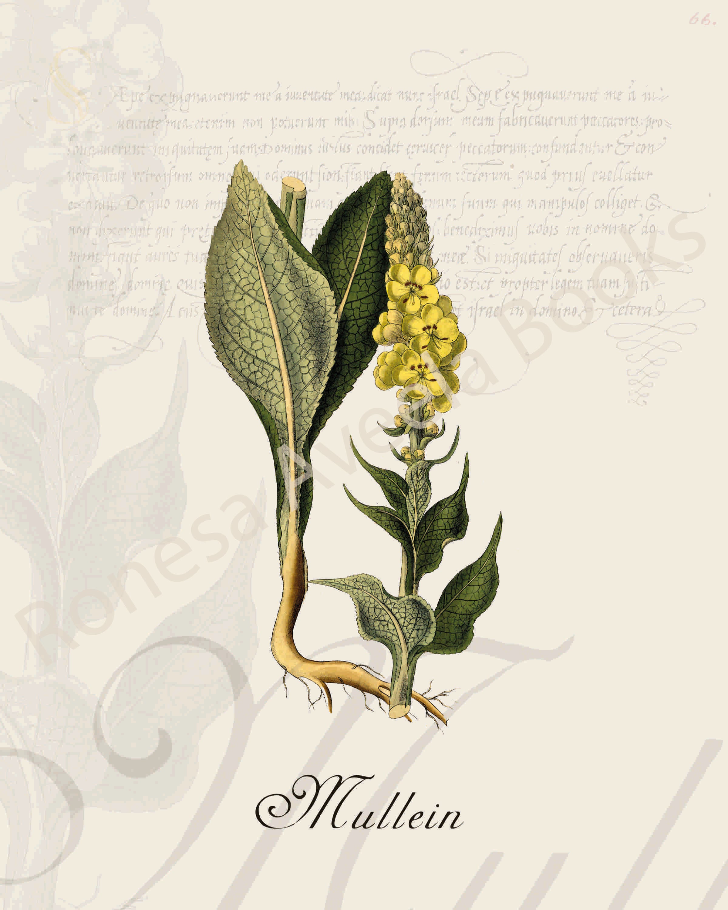 Illustration of a mullein plant that is a print in an art book on herbs.