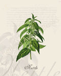 Illustration of a nettle plant that is a print in an art book on herbs.