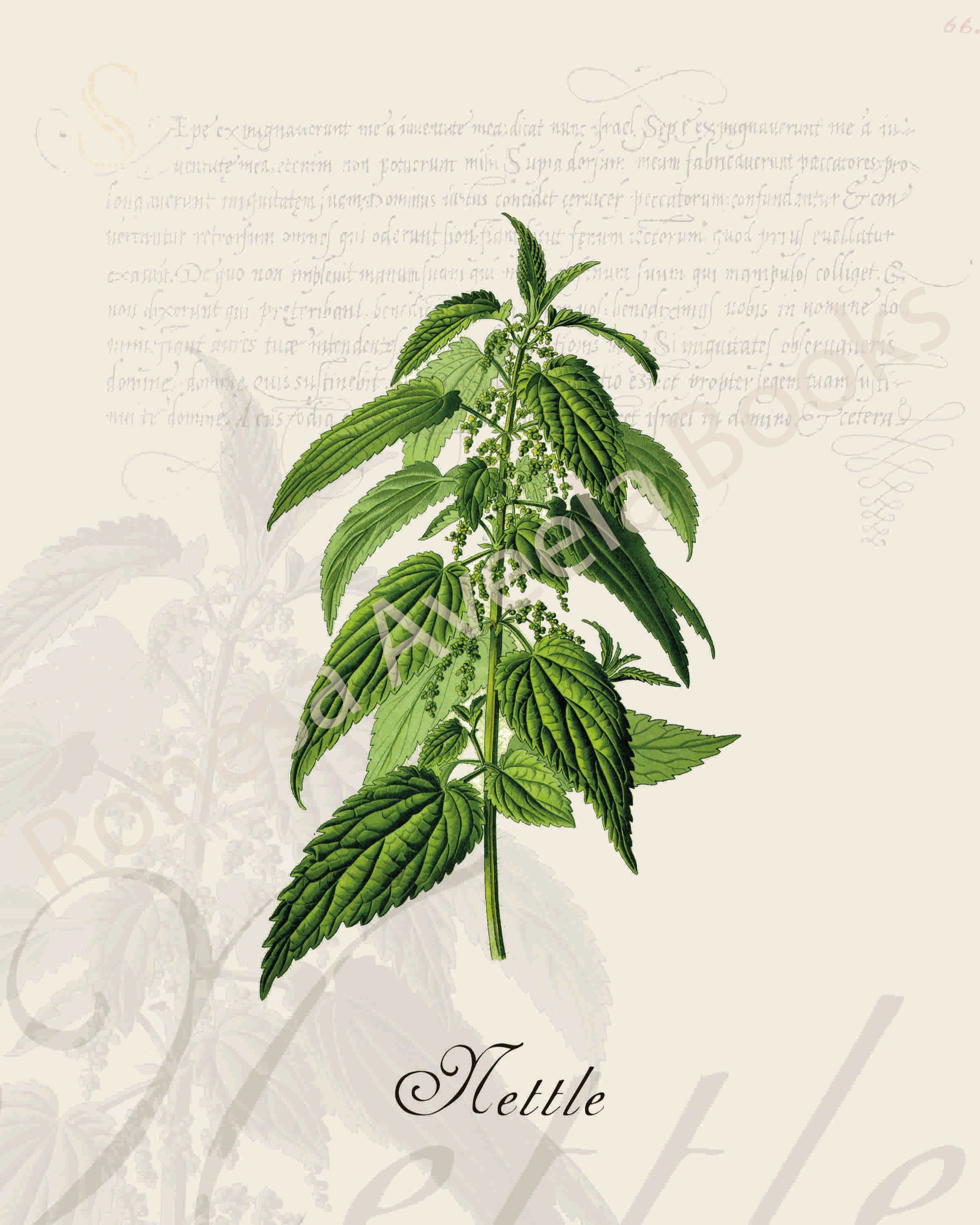 Illustration of a nettle plant that is a print in an art book on herbs.