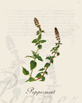 Illustration of a pepperming plant that is a print in an art book on herbs.