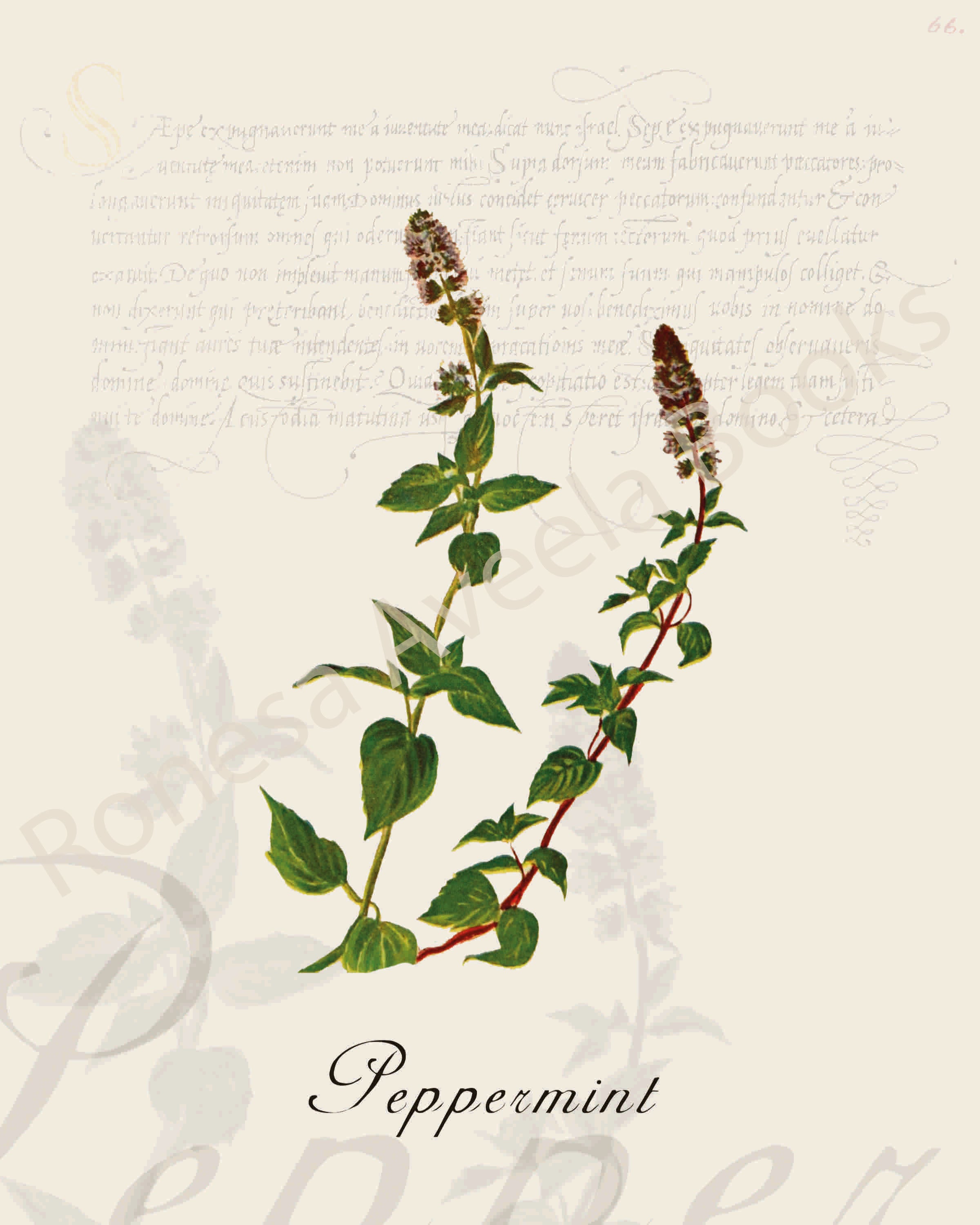 Illustration of a pepperming plant that is a print in an art book on herbs.