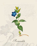 Illustration of a periwinkle plant that is a print in an art book on herbs.