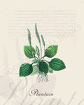 Illustration of a plantain plant that is a print in an art book on herbs.