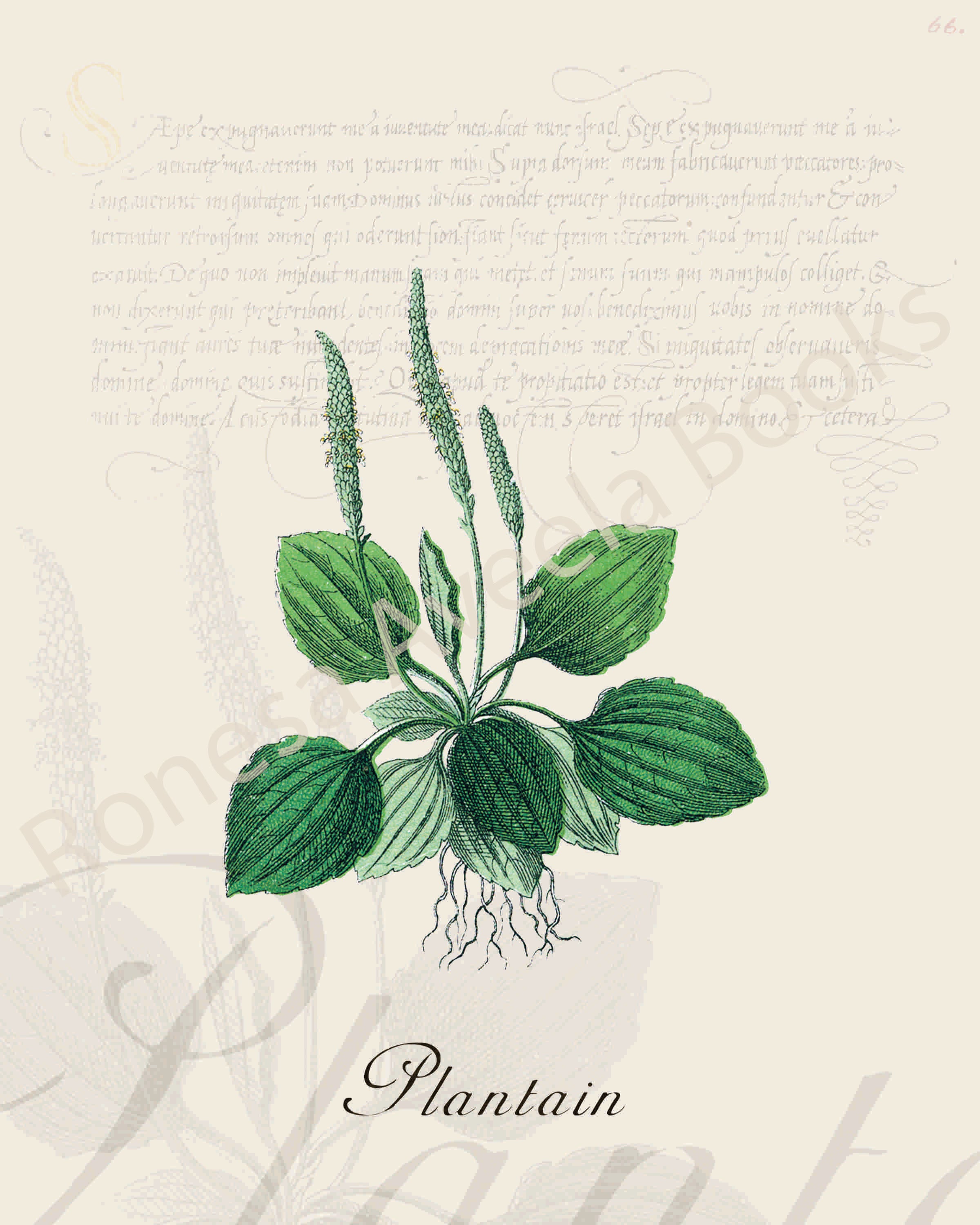 Illustration of a plantain plant that is a print in an art book on herbs.