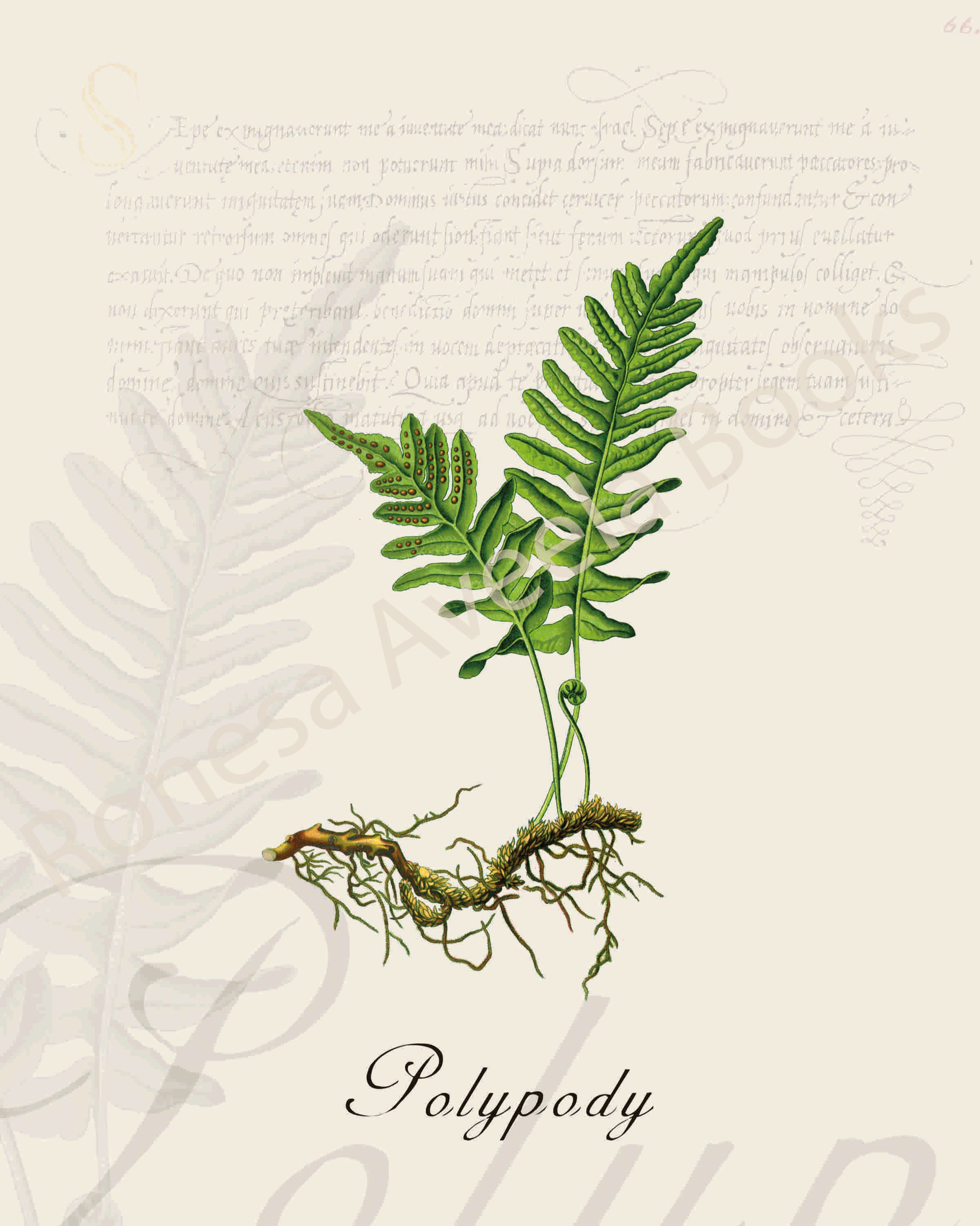Illustration of a polypody plant that is a print in an art book on herbs.