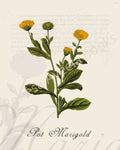 Illustration of a pot marigold  plant that is a print in an art book on herbs.