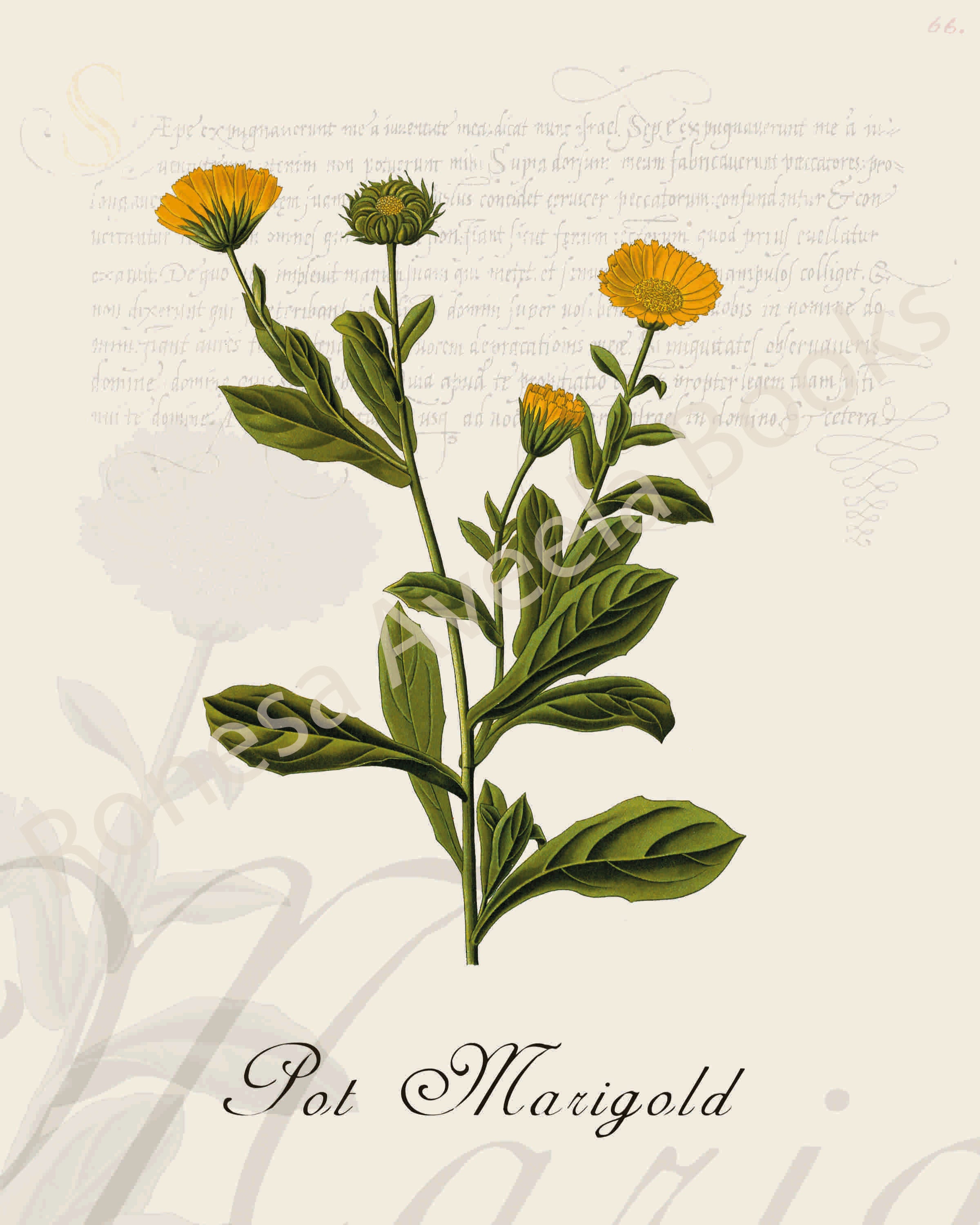 Illustration of a pot marigold  plant that is a print in an art book on herbs.