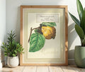 Framed art print of an illustration of a quince with a boxed quote