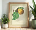 Framed art print of an illustration of a quince