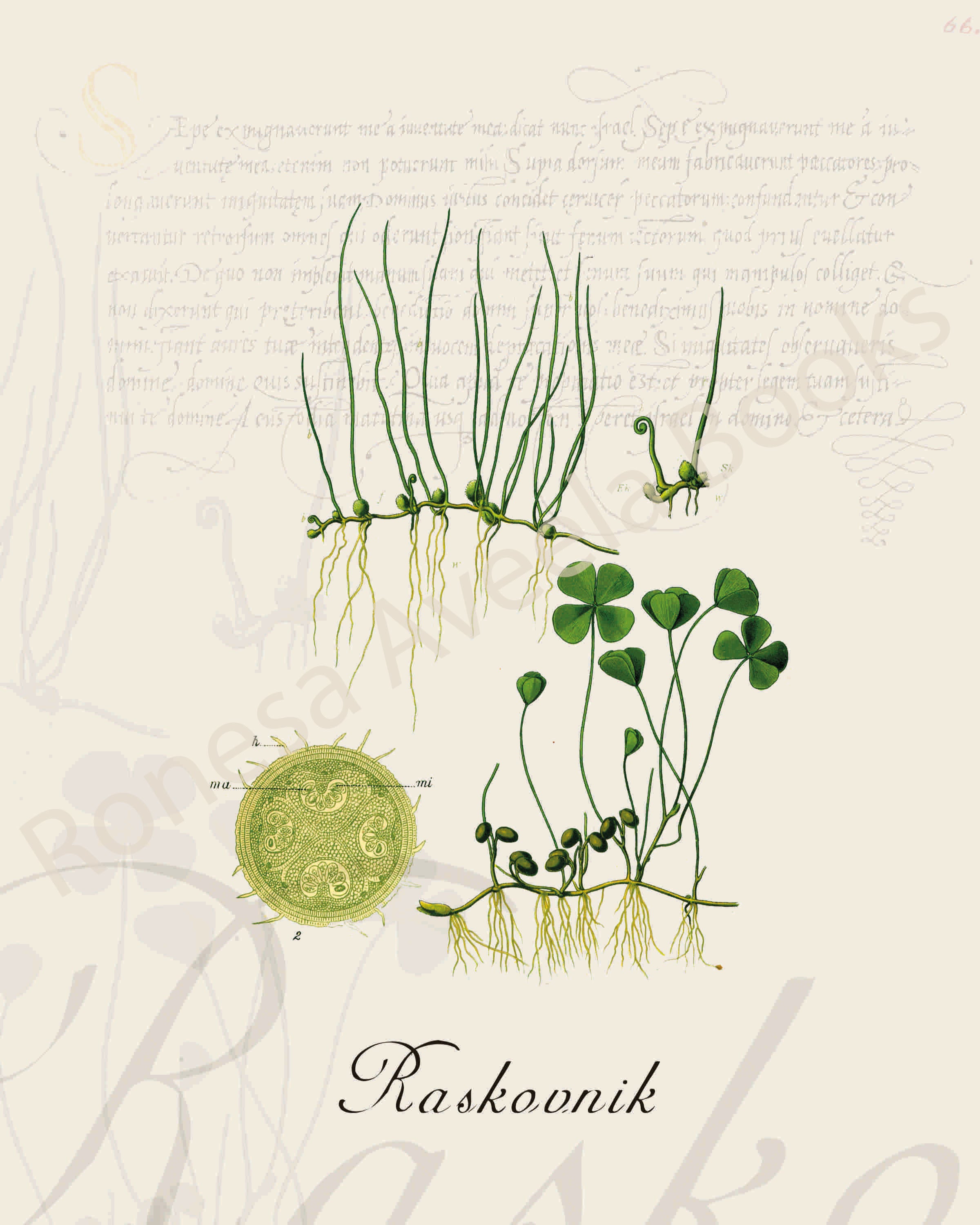 Illustration of a raskovnik plant that is a print in an art book on herbs.