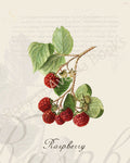 Illustration of a raspberry plant that is a print in an art book on herbs.