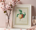 Framed art print of an illustration of a red apple