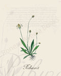 Illustration of a ribwort plant that is a print in an art book on herbs.
