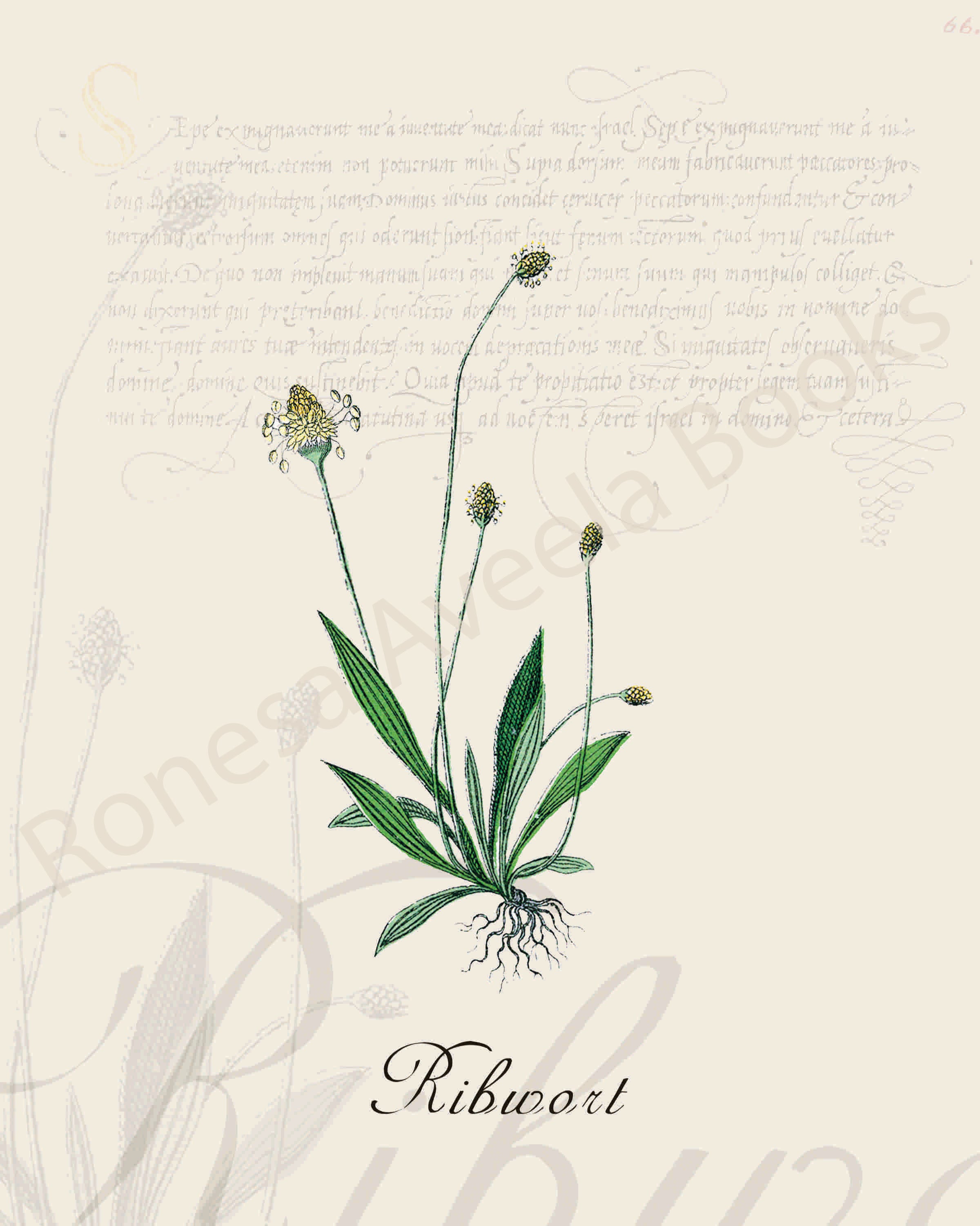 Illustration of a ribwort plant that is a print in an art book on herbs.