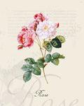 Illustration of a rose plant that is a print in an art book on herbs.