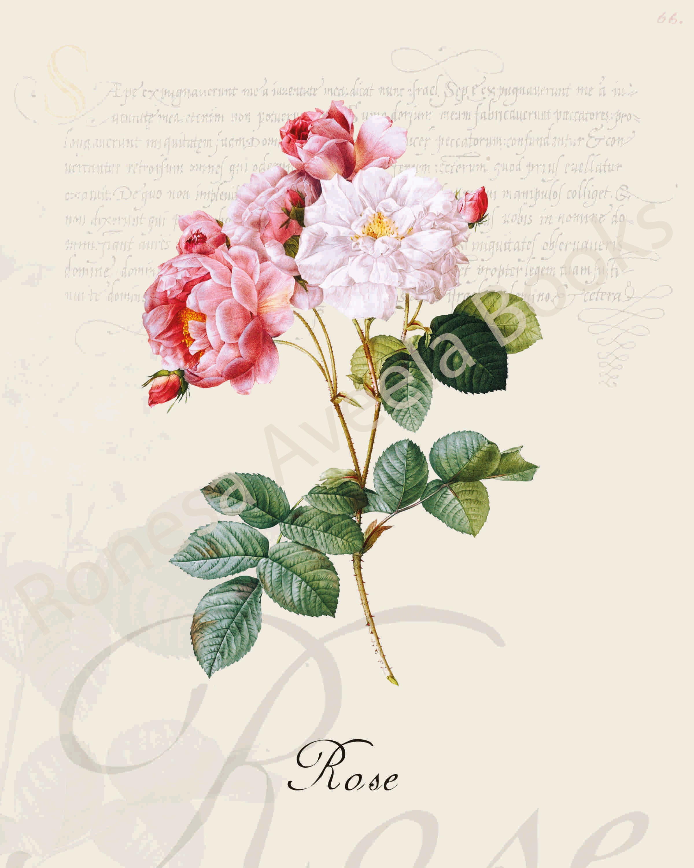 Illustration of a rose plant that is a print in an art book on herbs.